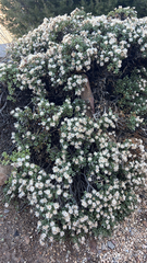 Ericameria cuneata