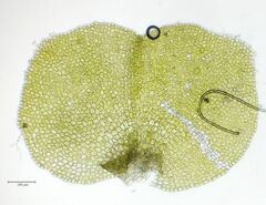 Scapania compacta