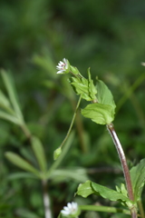 Stellaria neglecta