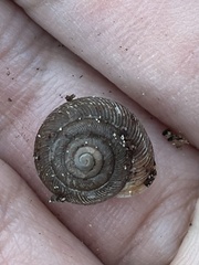 Triodopsis hopetonensis