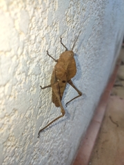 Xyleus discoideus