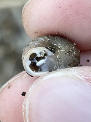 Triodopsis hopetonensis