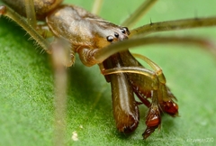 Tetragnatha