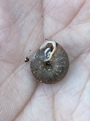 Triodopsis hopetonensis