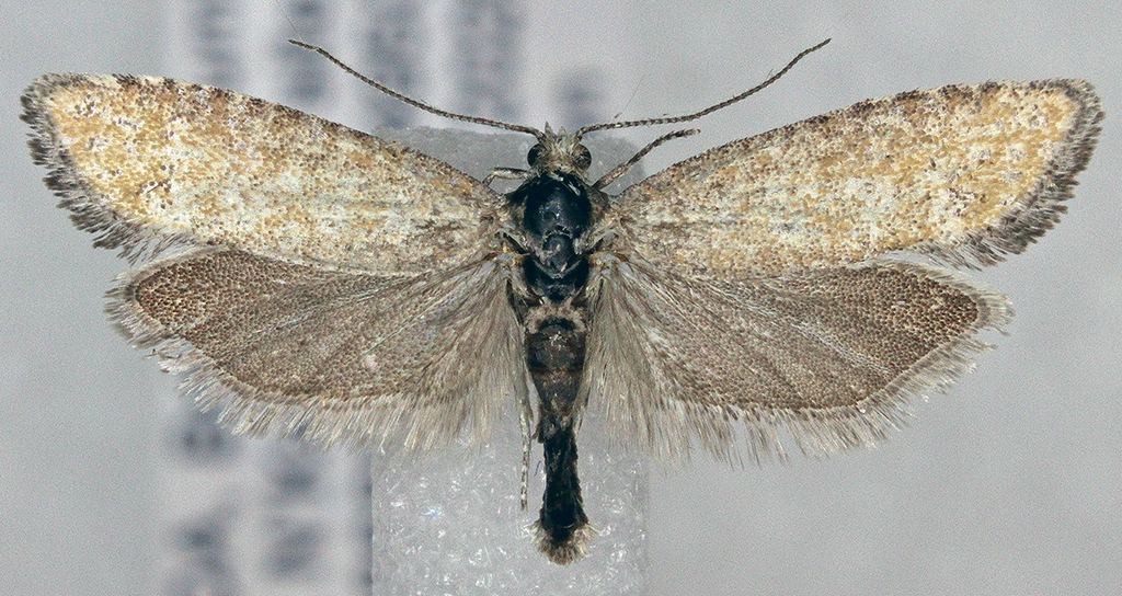 Rhyacionia subcervinana