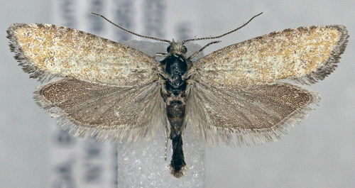 Rhyacionia subcervinana