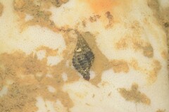 Muricopsis
