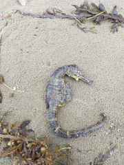 Hippocampus abdominalis