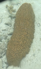 Stichopus herrmanni