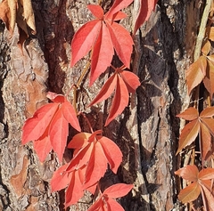 Parthenocissus quinquefolia