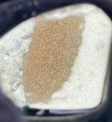 Stichopus herrmanni