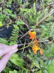 Epidendrum radicans