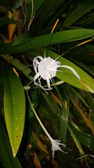 Hymenocallis littoralis