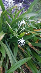 Hymenocallis littoralis