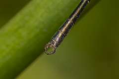 Archiargiolestes pusillus