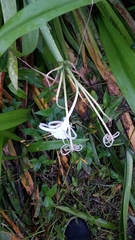 Hymenocallis littoralis
