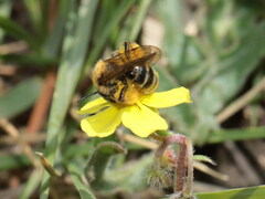 Andrena vulpecula