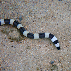 Leiuranus semicinctus