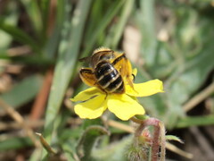 Andrena vulpecula