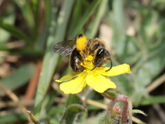 Andrena vulpecula