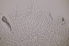 Lachnellula occidentalis