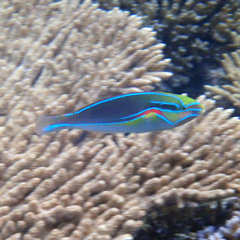 Stethojulis bandanensis