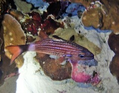 Cheilodipterus macrodon