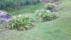 Hymenocallis littoralis