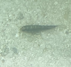 Asterropteryx semipunctata