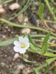 Calandrinia menziesii
