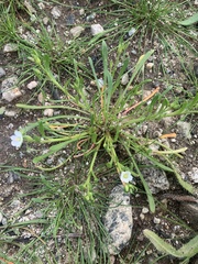 Calandrinia menziesii
