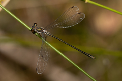 Archiargiolestes pusillus