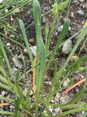 Calandrinia menziesii