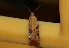 Constrictana constrictana