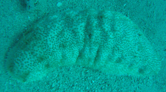 Astichopus multifidus