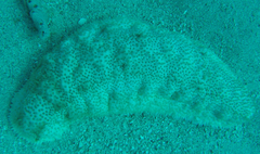 Astichopus multifidus