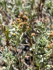 Artemisia rothrockii