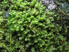 Scapania compacta