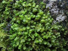 Scapania compacta