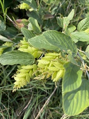 Flemingia strobilifera