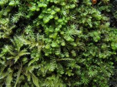 Scapania compacta