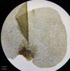 Scapania compacta