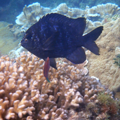 Pseudocheilinus hexataenia