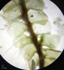 Scapania compacta