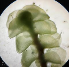 Scapania compacta