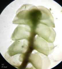 Scapania compacta