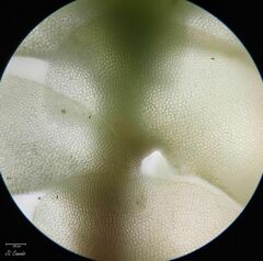 Scapania compacta