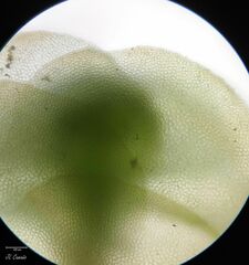 Scapania compacta