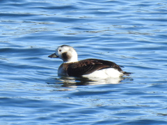 Clangula hyemalis image