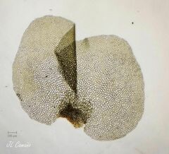 Scapania compacta